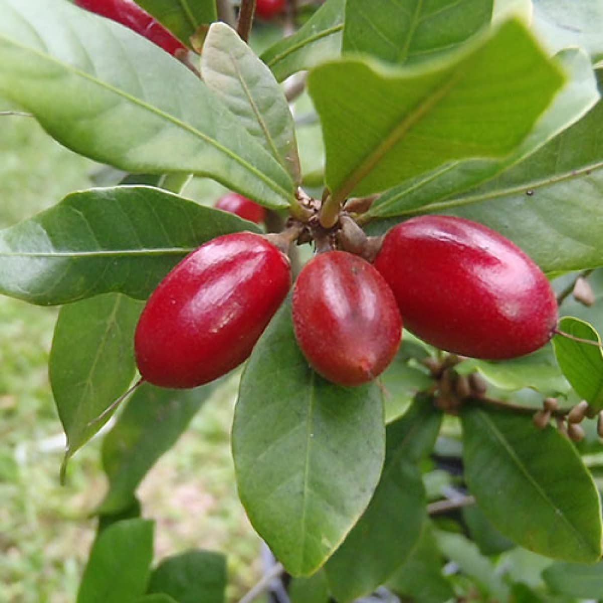 GREENERY NURSERY Miracle Berry/Miracle Fruit Rare Tropical Bush Fruit 1 Healthy Live Plant With Pot (B0BY3DDYMR) Amazon Price History, Amazon Price Tracker