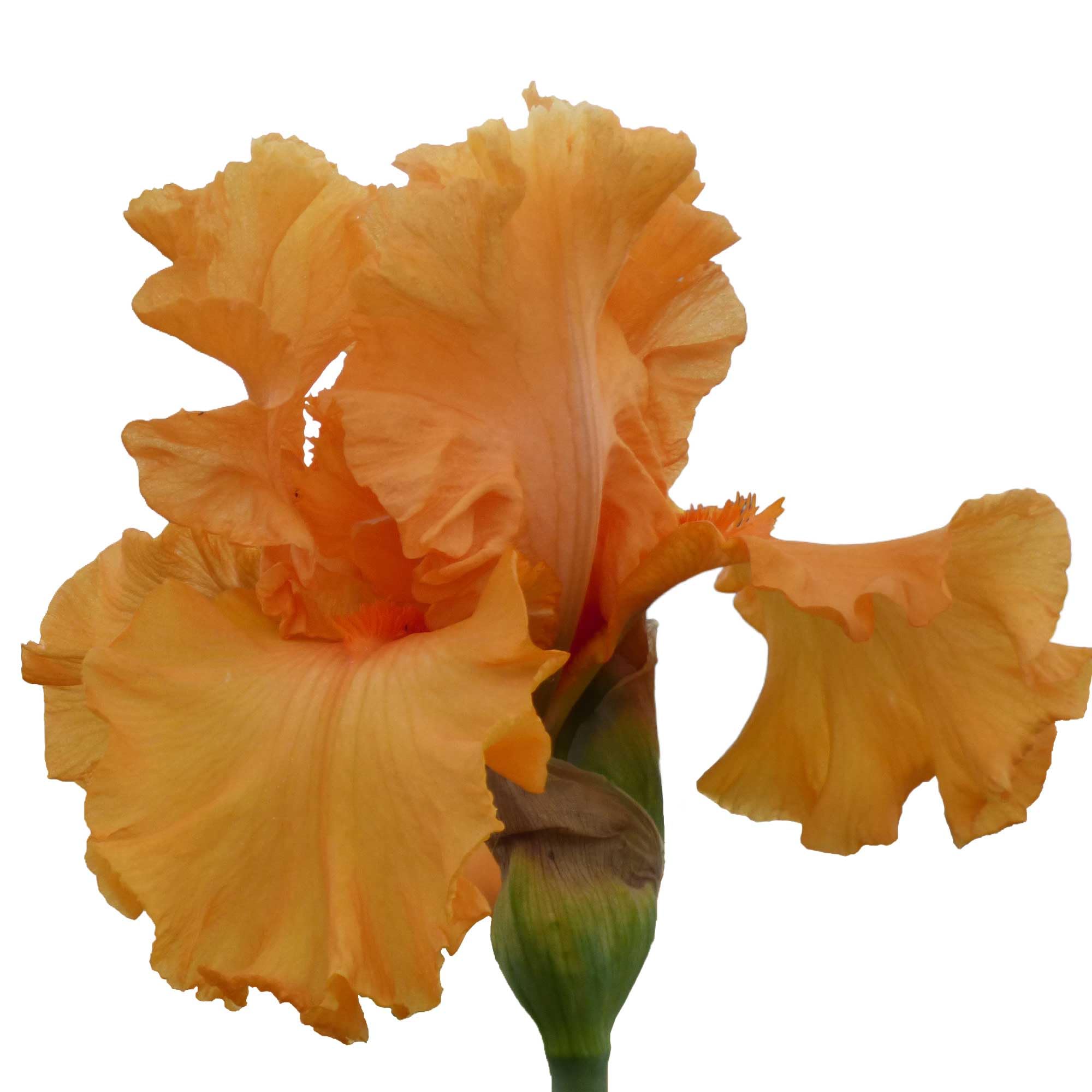 Stargazer Perennials Orange King Bearded Iris
