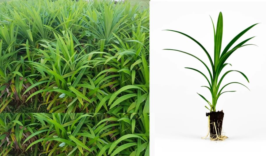 Green view | Rambha | Biryani |Basmati Leaves (Pandanus Amaryllifolius) Plant(1Healthy Live Plant) (B0CKN6NB9R) Amazon Price History, Amazon Price Tracker