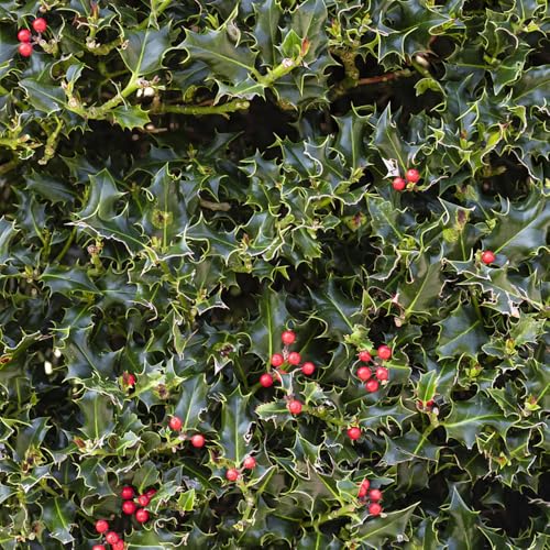 semillas de Ilex- plantas perennes resistentes jardín fácil cultivo plantas exóticas para exterior floreciente flores Plantas medicinales flores de 50pcs