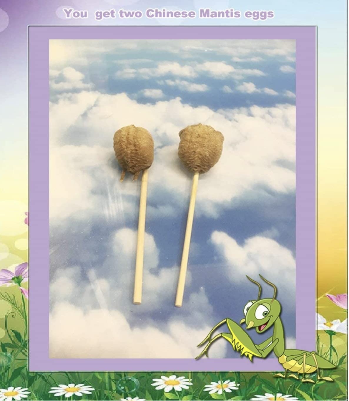 2 Live Chinese Praying Mantis Eggs & Hatching Container - Fresh for 2022 Season