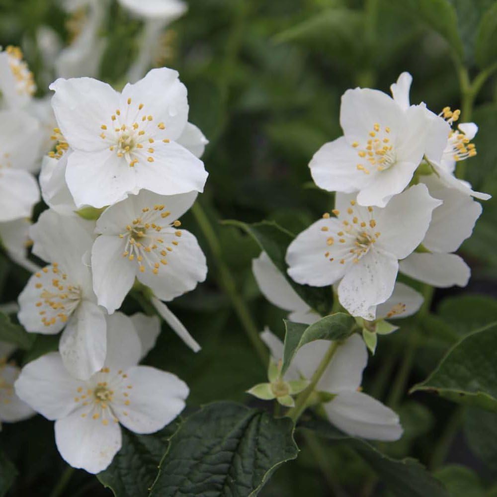 Philadelphus Coronarius – Hardy Mock Orange Shrub, Fragrant Creamy White Blooms, Easy-to-Grow for Hedges & Borders, Strong Scent - 1x 9cm Potted Plant by Thompson & Morgan