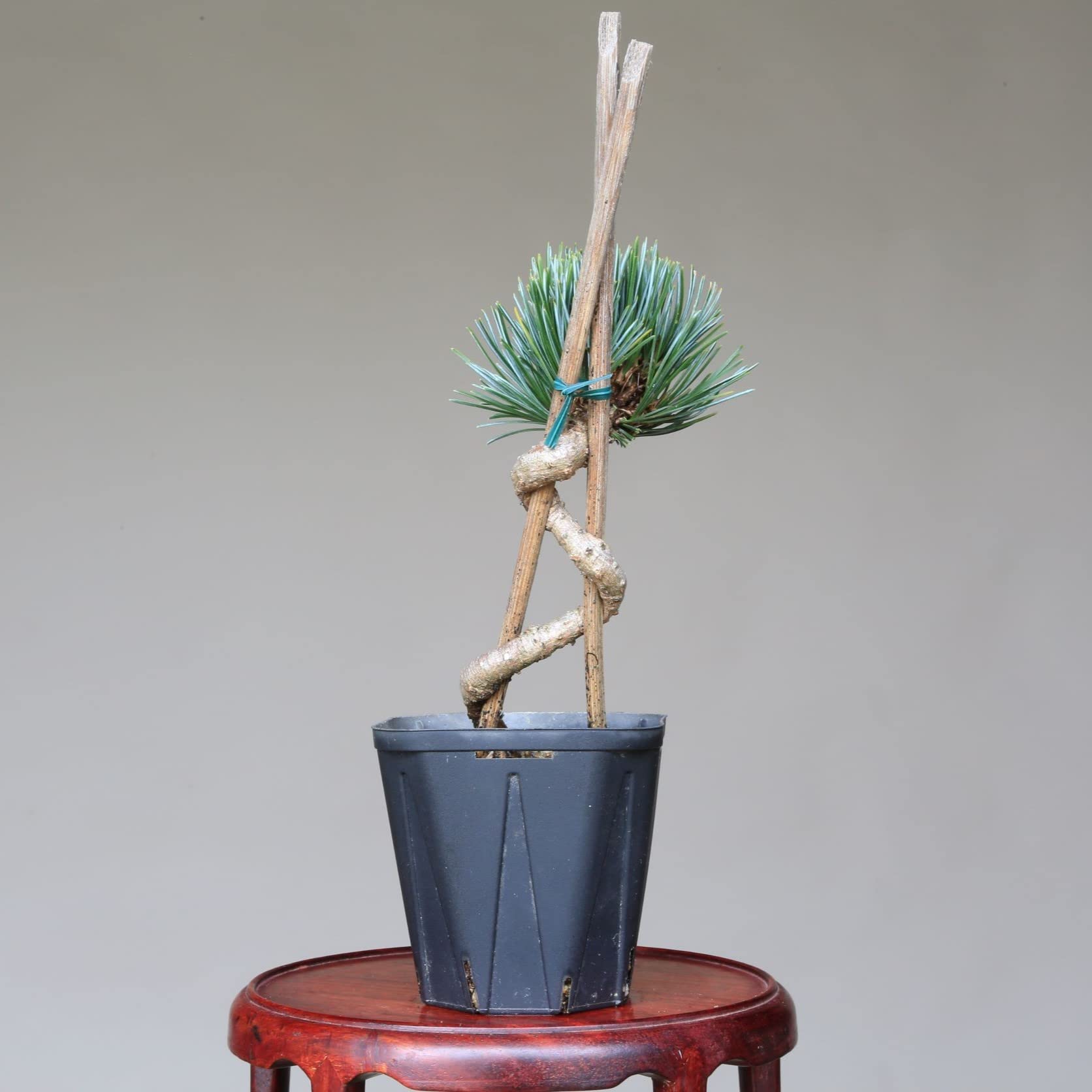 小品盆栽八房五葉松（獅子丸）
