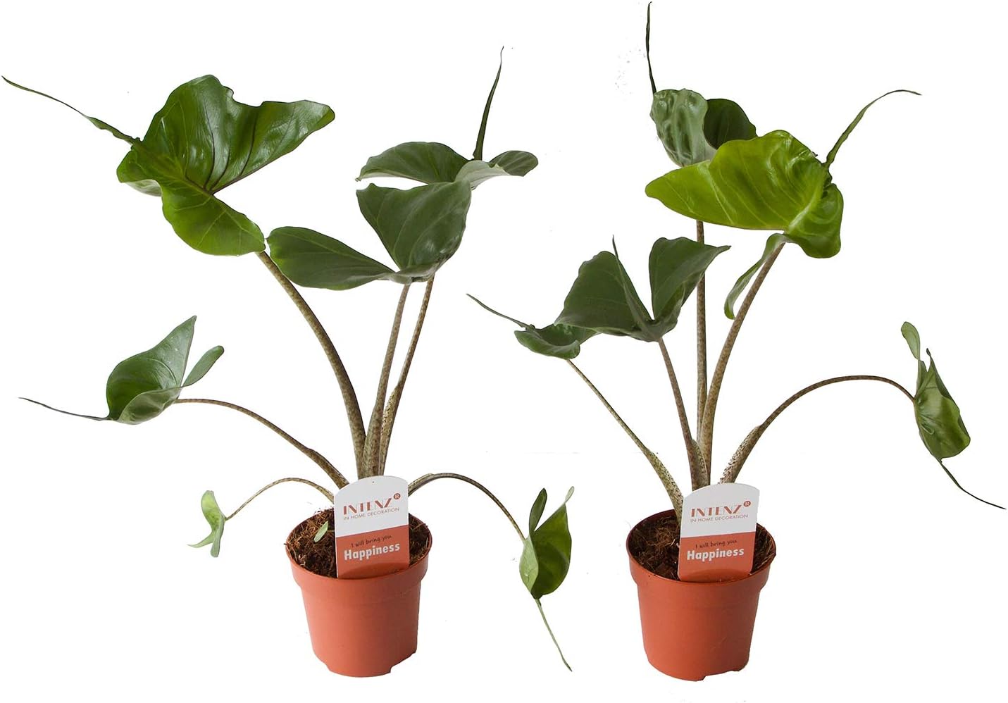 Alocasia Stingray | biofilm Plant | Pet Friendly | 2 Plants | houseplant | 45 cm | Pot 12 cm | Easy Maintenance