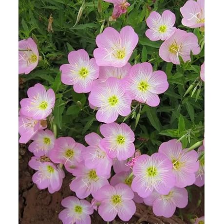 Pink Evening Primrose: Adorn Your Garden with Resilient Blooms