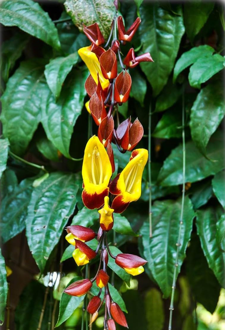 INDIAN CLOCK VINE FLOWER/BASOR LATA PLANT OUTDOOR LIVE GARDEN 1 HEALTHY ORGANIC