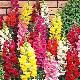 Snapdragon Mix - 4000 Seeds + Freebie + Plant Tag -Antirrhinum majus Maximum