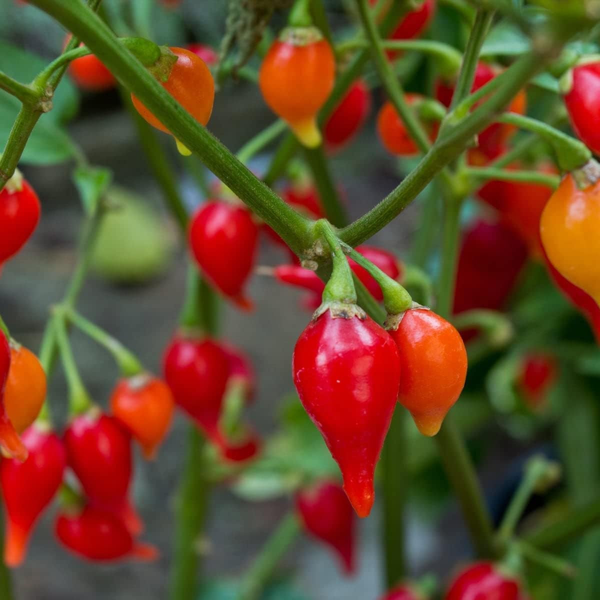 Sweety Drops Pepper Gourmet, Unique, Sweet,Very Colorful 20+ Fresh Seeds