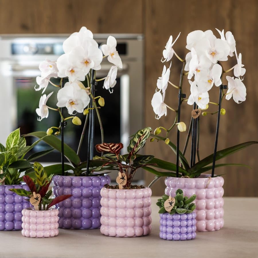 Orquídea rosa Niagara Falls en maceta rosa de 12 cm de diámetro, Planta de interior Phalaenopsis con diseño de burbujas, orquídea fresca del cultivador, idea de regalo para casa y oficina