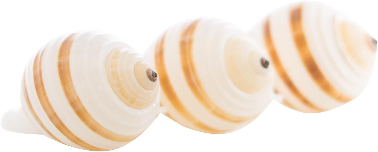 Hermit Crab Shells | Shells for Hermit Crabs | 3 Banded Tonna Shells 3"-3.5" | Opening Size Approx. 2.75"-3" | Hermit Crab House for Décor | Plus Free Nautical eBook by Joseph Rains
