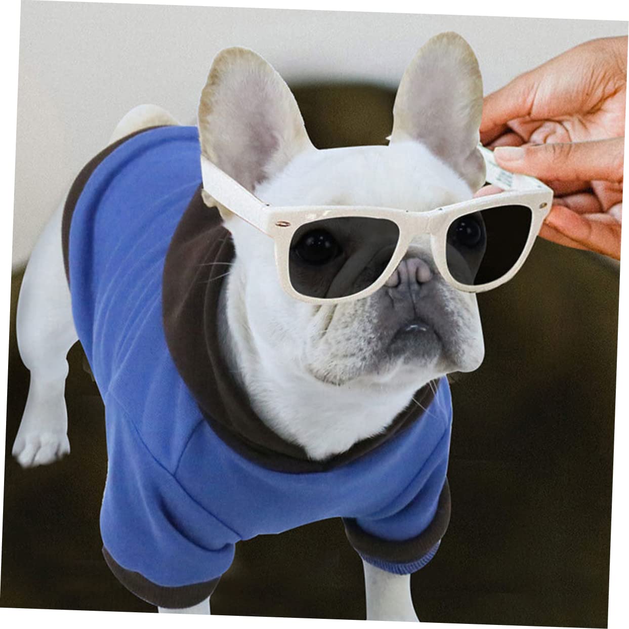 5 Pz Maglione Per Cani Felpe Con Cappuccio Per Ragazzi Cappotto Da Cucciolo Arredamento Coniglietto Caldo Maglione Per Gatti Giacche Da Ragazzo Natale Poliestere Animale Domestico