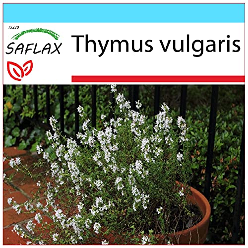 SAFLAX - Set regalo - Tomillo - 200 semillas - Con caja regalo/envío, etiqueta para envío, tarjeta de felicitación y sustrato de cultivo y fertilizante - Thymus vulgaris