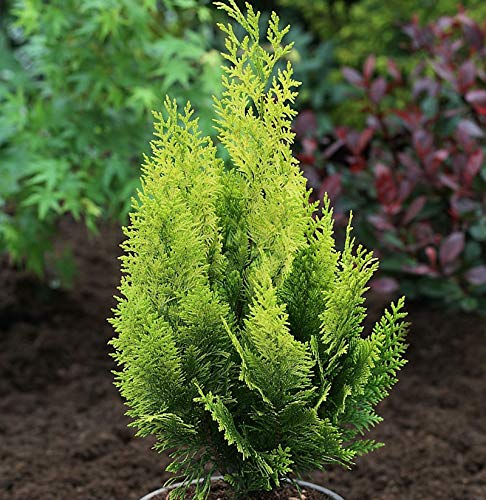 Scheinzypresse Gelbe Ivonne 30-40cm - Chamaecyparis lawsoniana
