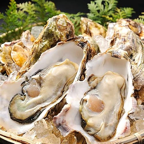 築地魚群 生食用 殻付き牡蠣 カキ 国産 10個。生で食べられる活きたカキ!