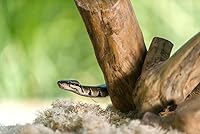 Vista 3 de Galápagos (05064) Aspen Digs - Ropa de cama, 8 cuartos de galón, natural