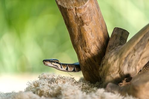 Miniatura 3 de Galápagos (05064) Aspen Digs - Ropa de cama, 8 cuartos de galón, natural