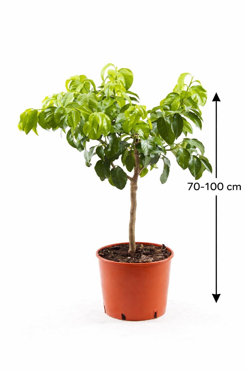 Bergamotka 80-100 cm - cytrusowy bergamia - bergamotto
