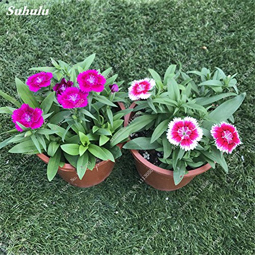 Garofani Rare Seed Bonsai Seed of Bonsai Flower Dianthus Caryophyllus House Flowers For Parties for Parties 50 PC/Package 6: Only Seeds - Afbeelding 5