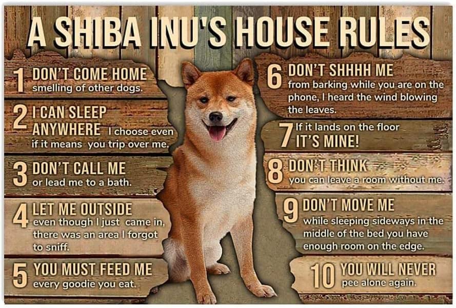 CCPARTON Metallschilder Shiba Inu My Rules Schilder Retro Aluminium Schild für Zuhause Kaffee 20,3 x 30,5 cm