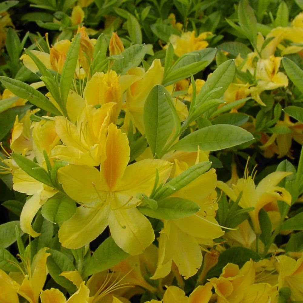 Rhododendron 'Gold Topas' - Fragrant Golden Flowers - Deciduous Azalea for Shaded Gardens – 1x 7 Litre Potted Plant by Thompson & Morgan