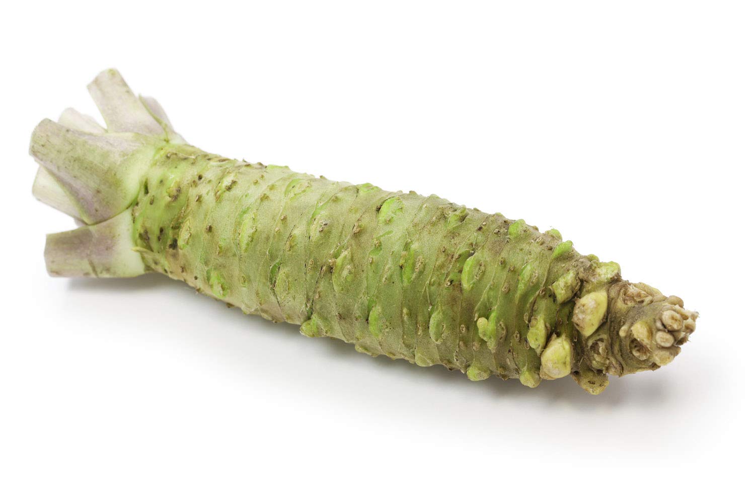 Wasabi Wasabi - Pasta para preparar especias (1000 g, 1 kg)