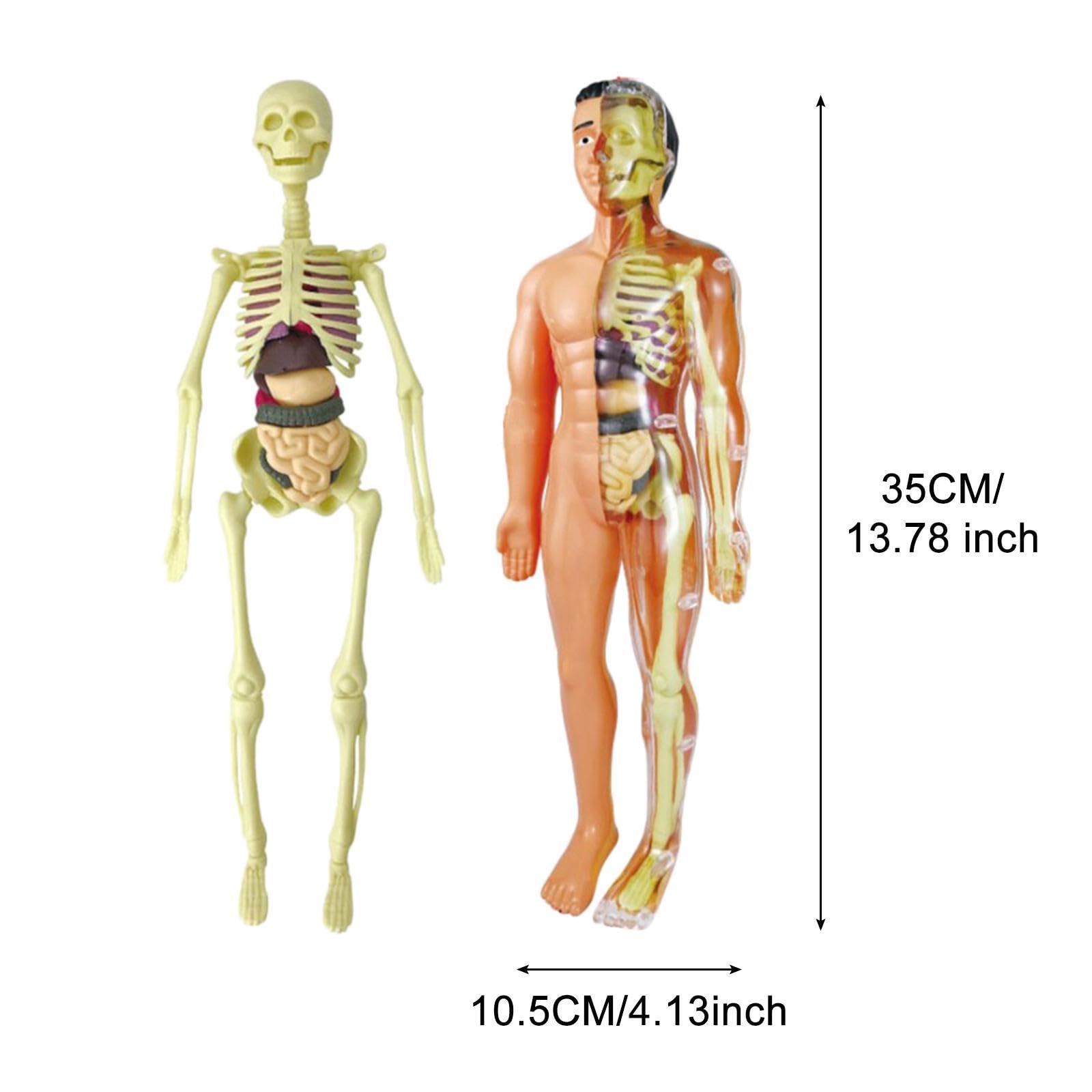 Qianly Menschlicher Körper Anatomie Modell Skelett Figur Lehrmodell Lernmodell Bausatz Aus mit Abnehmbaren Teilen für Kinderunterricht