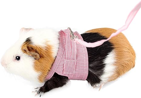 Amazon Com Adnikia Arnes Para Mascotas Pequenas Chaleco Y Correa Arnes Sin Tirones Para Ardilla Conejo Cobaya Toro Chinchilla Ardilla Marta Y Vison Correa Para El Pecho Y Correa Para El Pecho Amazon Com Adnikia Arnes Para Mascotas Pequenas Chaleco Y Correa Arnes Sin Tirones Para Ardilla Conejo Cobaya Toro Chinchilla Ardilla Marta Y Vison Correa Para El Pecho Y Correa Para El Pecho