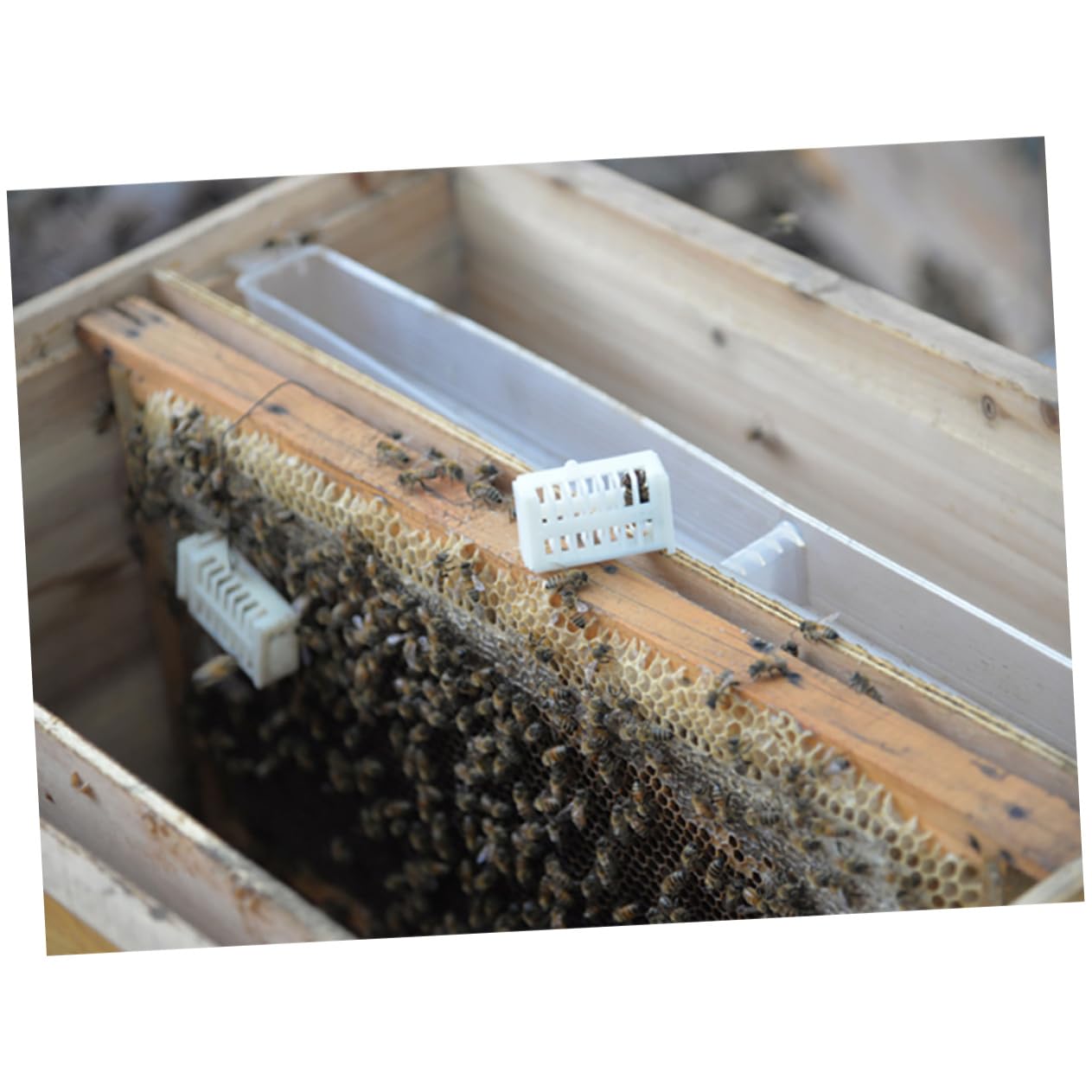 Kit de Cría de Reinas para Apicultura Caja Protectora Abs | Sistema de Cultivo, Uso Sencillo y Práctico, Ligero, para Manejo de Colmenas en Temporada de Reproducción Color Aleatorio