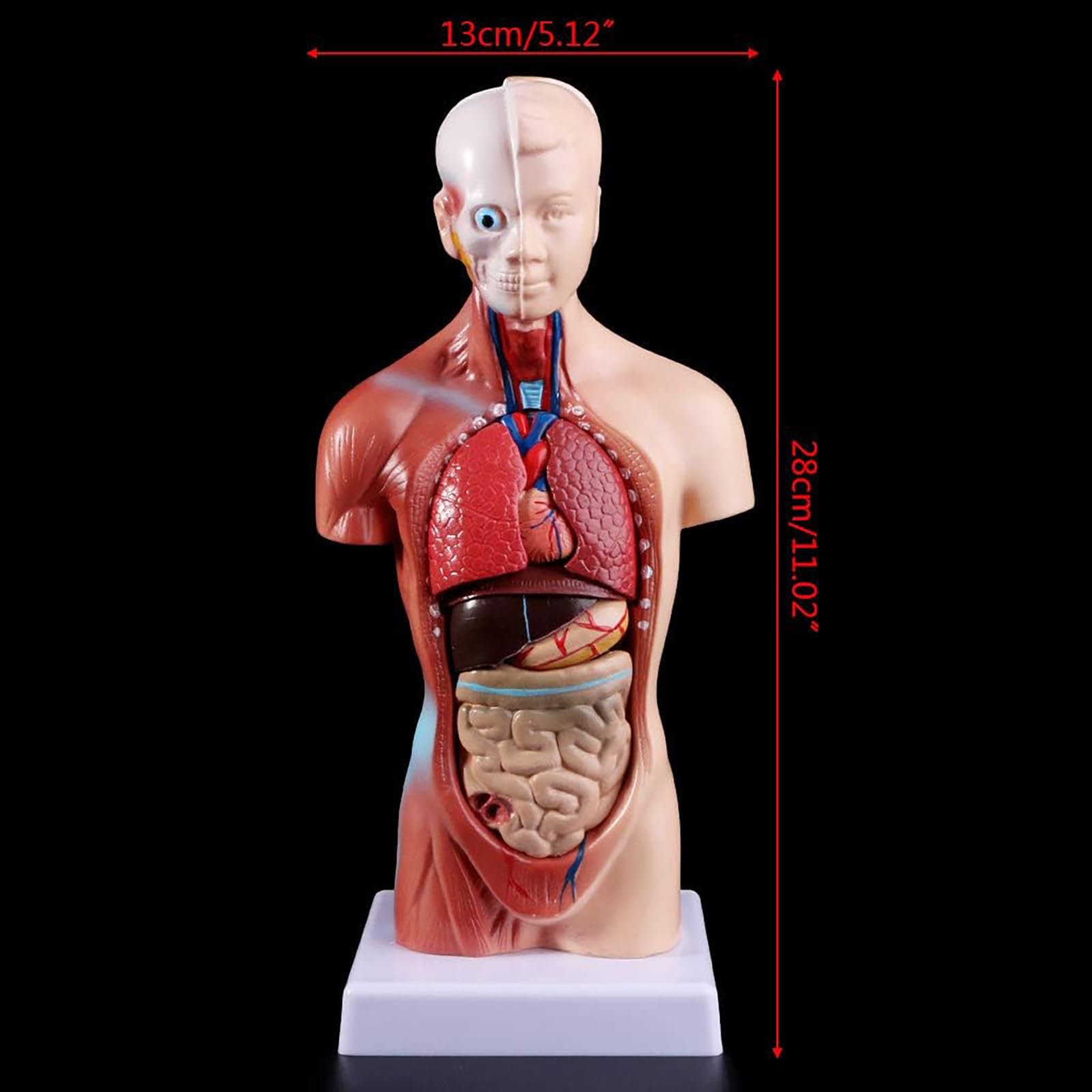 Modelo anatómico del Cuerpo Humano de 28 cm de Altura, Modelo del Torso Humano Desmontable en 15 Piezas, Herramienta Visual educativa para el Aprendizaje Escolar