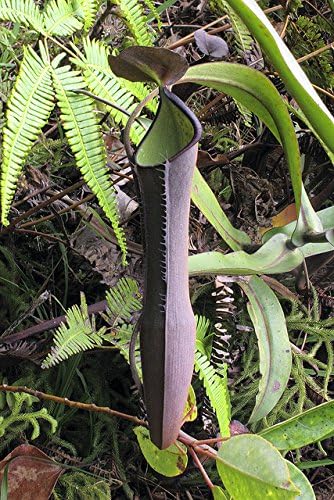 Amazon Nepenthes Ramispina 黒い騎士 非常に希少な高地投手の植物 6種子 種