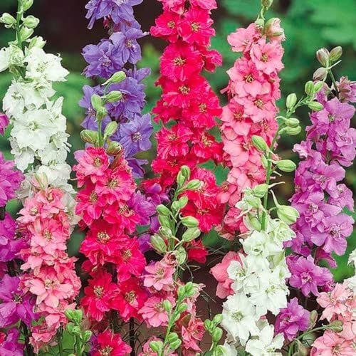 Plant World Seeds - Delphinium Ajacis Dwarf Mix Seeds (Annual Flower Seeds)