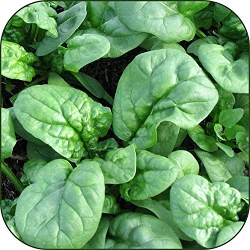 Organic Bulk Spinach Seeds