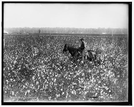 Amazon Com Infinite Photographs Photo Cotton Fields Horseback Riding Animals Agriculture Dahomey Mississippi Ms 1900 Photographs Amazon Com Infinite Photographs Photo Cotton Fields Horseback Riding Animals Agriculture Dahomey Mississippi Ms 1900 Photographs