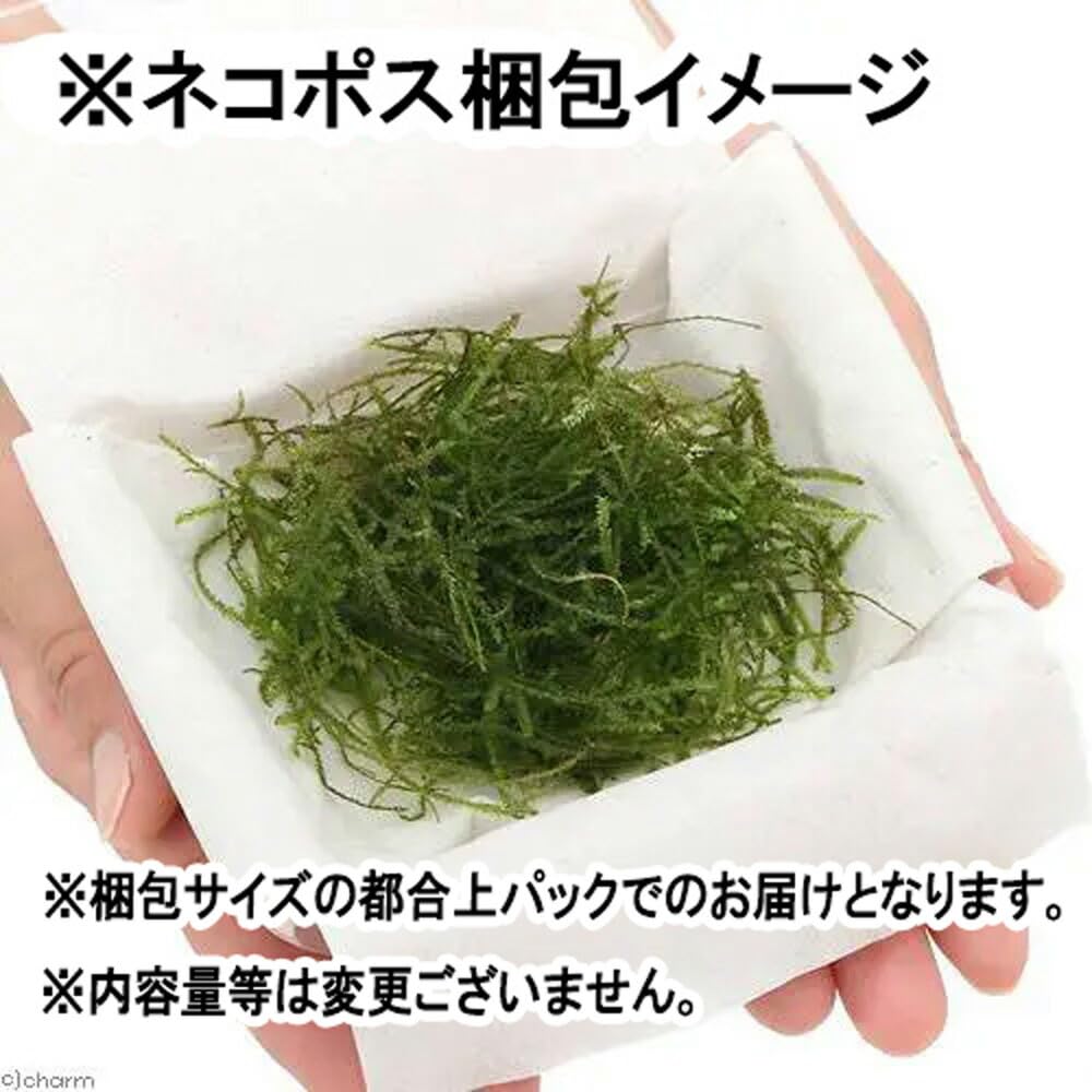 ウィローモス　100g 水草　無農薬 Amazon.co.jp: （水草）ウィローモスsp．ナロー（水中葉）（無農薬