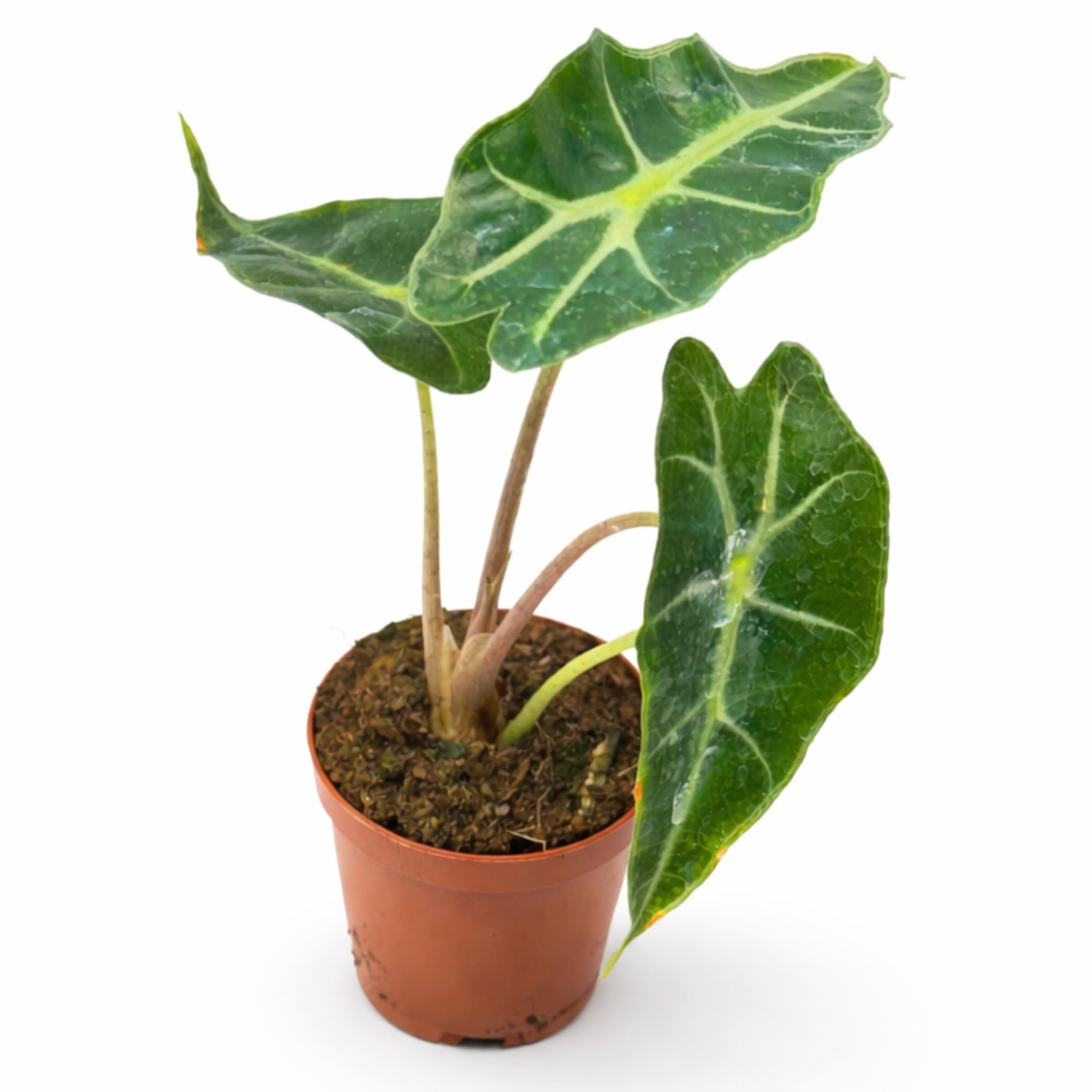 plant painted lady Philodendron main image 1