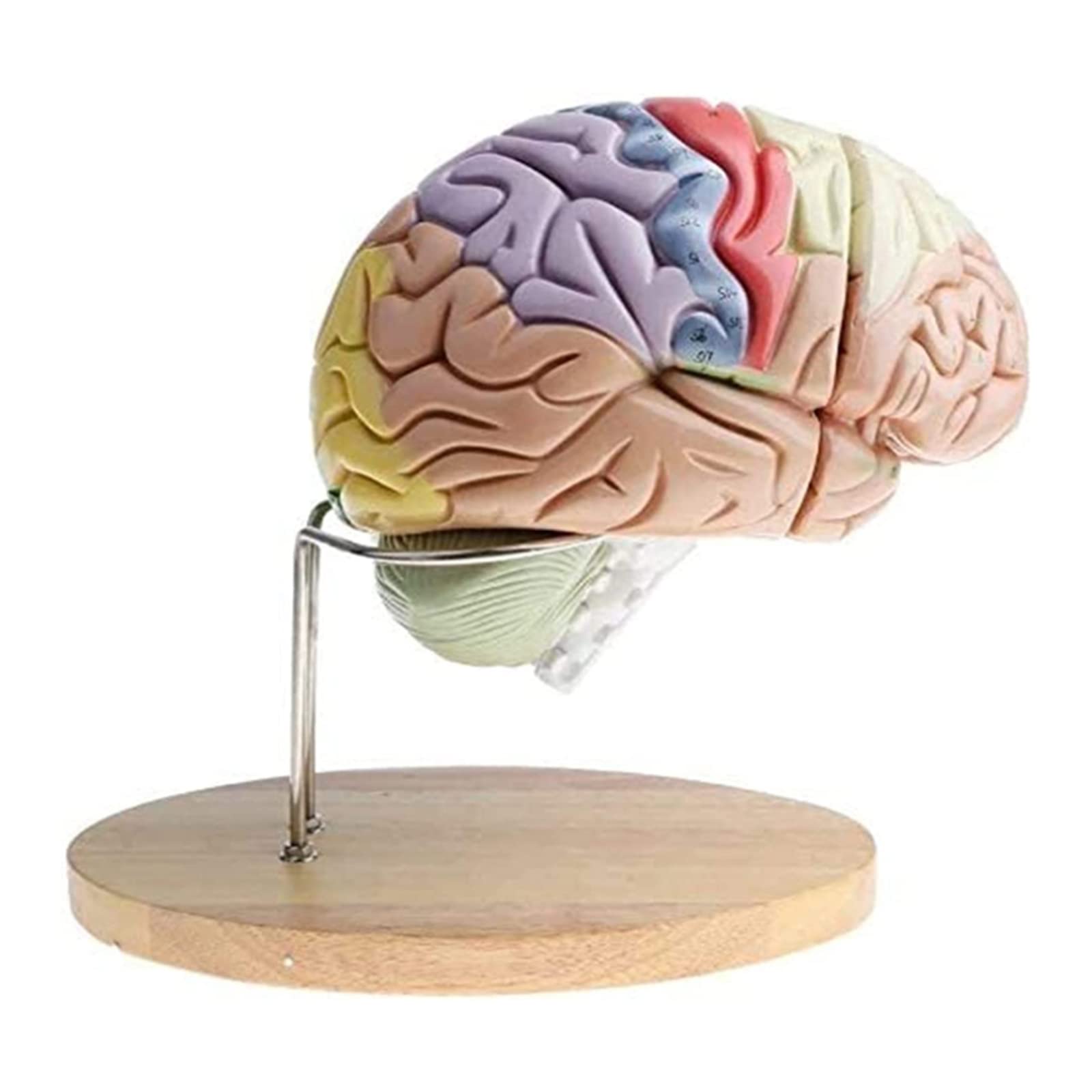 Modello di Anatomia del Cervello Umano Ingrandimento 2X Modello di Anatomia del Cervello Umano in 4 Parti Modello anato