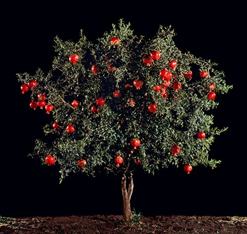 Pomegranate Tree Seeds For Planting, 30+ Fruit Tree Seeds, Tall & Beautiful Tree, (Isla's Garden Seeds), 85% Germination Rates, Great Home Garden Gift #TOP4