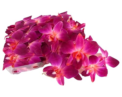 Miniatura 7 de Miami Fresh Orchid Flower OrchidClub USA Sunne Tropical Loose Bloom Head DIY Lei Food Drink Decor RED (50 rojo VALENTÍN)