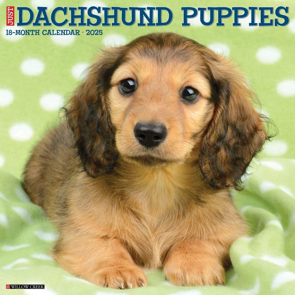 Dachshund Puppies 2025 Wall