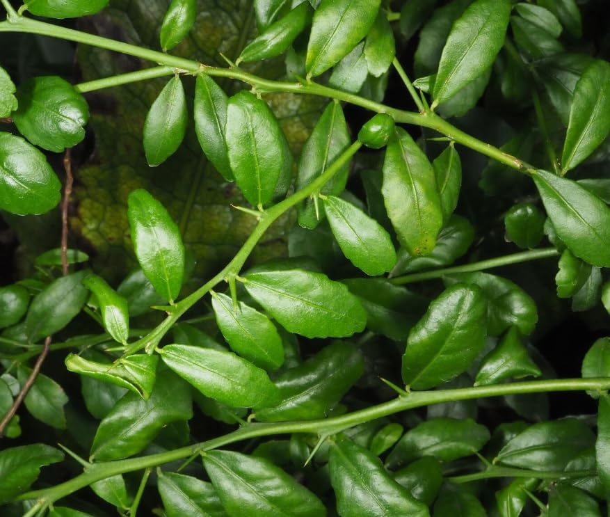 Citrus australasica Tree Caviar Lime or Finger fime in 12cm Pot Approx 20 cm Tall