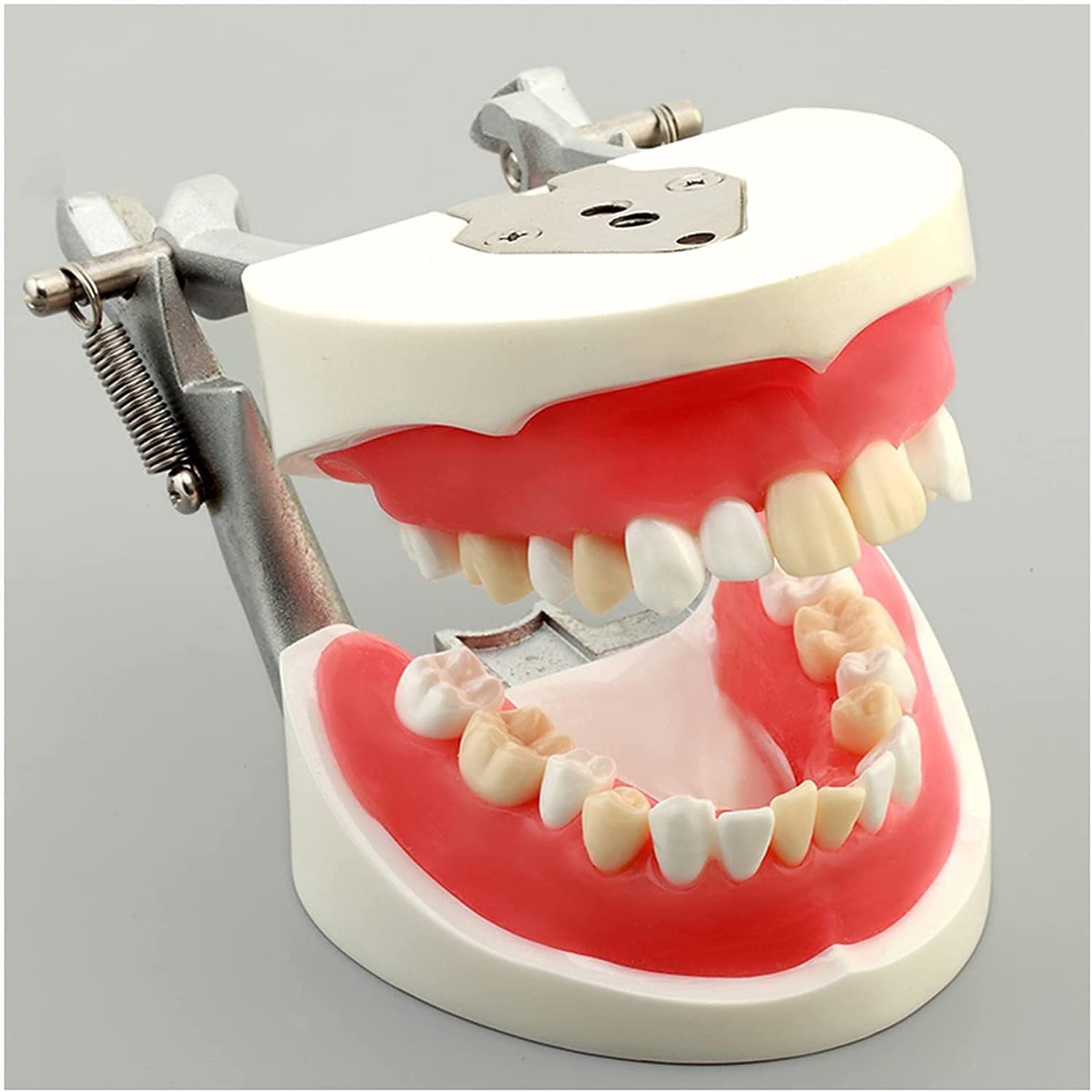 Model nauczania dentystycznego, model demonstracyjny wyjmowanych zębów do treningu dorosłych, standardowe materiały do nauki praktyki dentystycznej do użytku edukacyjnego