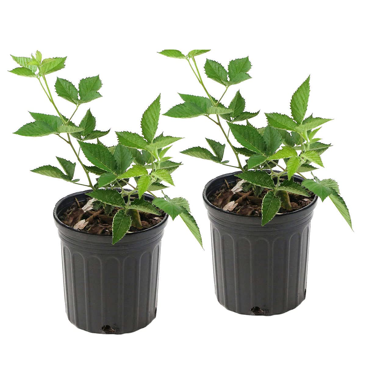 PlantaZee BlackBerry Dwarf Rare Hybrid Tasty Fruit Live Plant (B09G6ZGWSP) Amazon Price History, Amazon Price Tracker