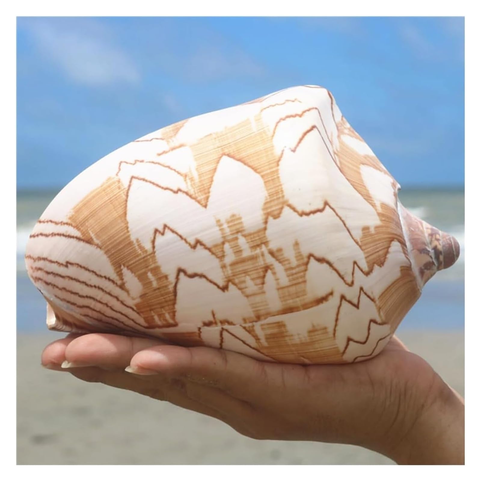 YKMYXZ shells， Huge Ocean Conch 12-13 Cm Jumbo Seashells Perfect for Wedding, Home Decorations,Shell Collectors(12cm)
