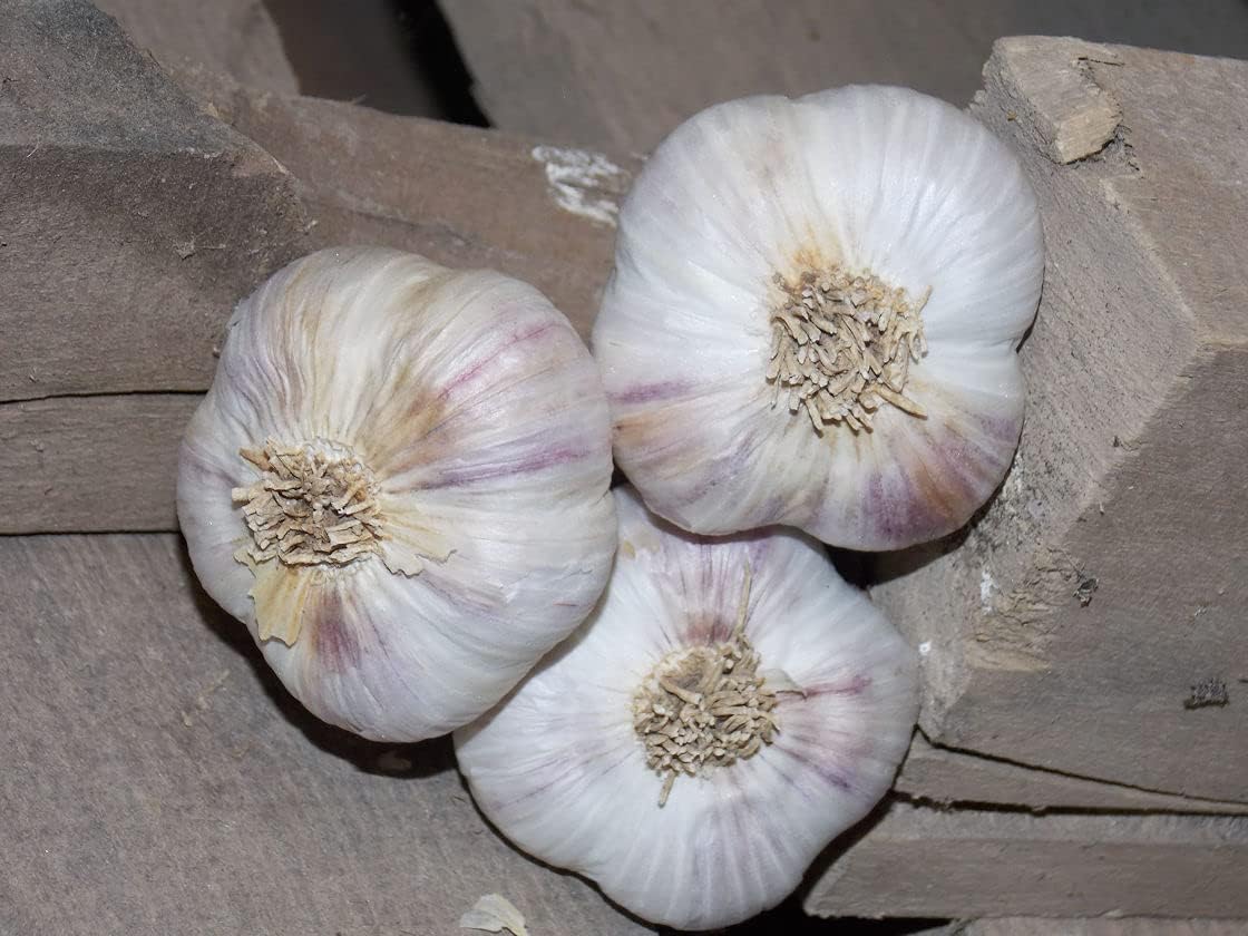 1KG Seeds Cloves German Giant Garlic UK Hardy Fresh for New Season