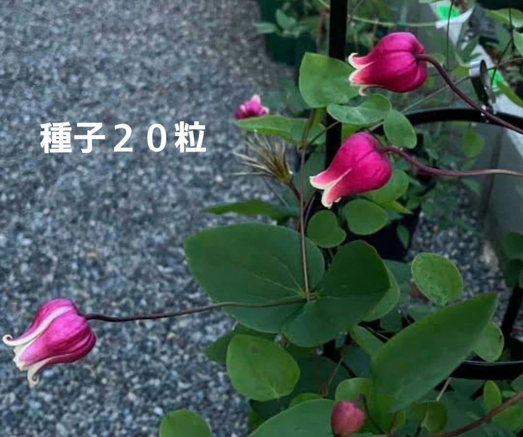 Amazon.co.jp: クレマチス 壺型 種 20粒 : DIY・工具・ガーデン