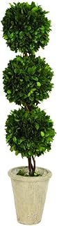 Tradingsmith Preserved Boxwood Triple Ball Topiary - 26
