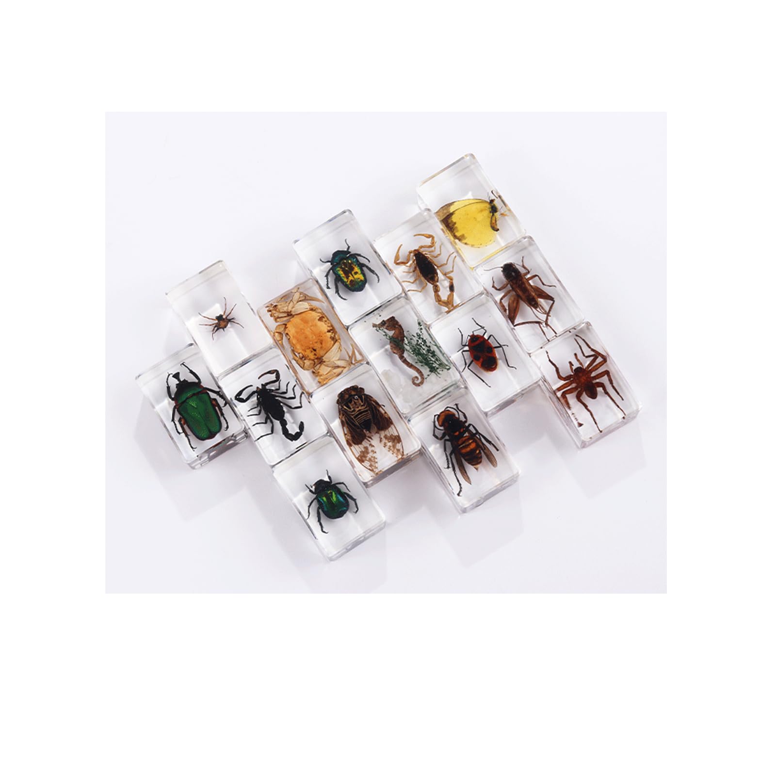 Vokowin Insect in Resin Specimen, Real Bug Preserved for Scientific Educational, Office Desk, Christmas Display (6 Styles) - Image 4