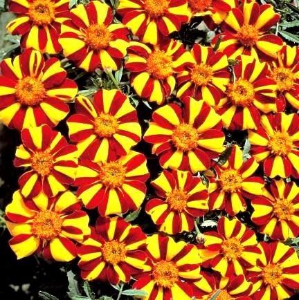 Semillas de Marigold Mr. Majestic - Tagetes patula nana