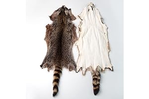 Premium American Raccoon Animal Hide for Exquisite Craftsmanship