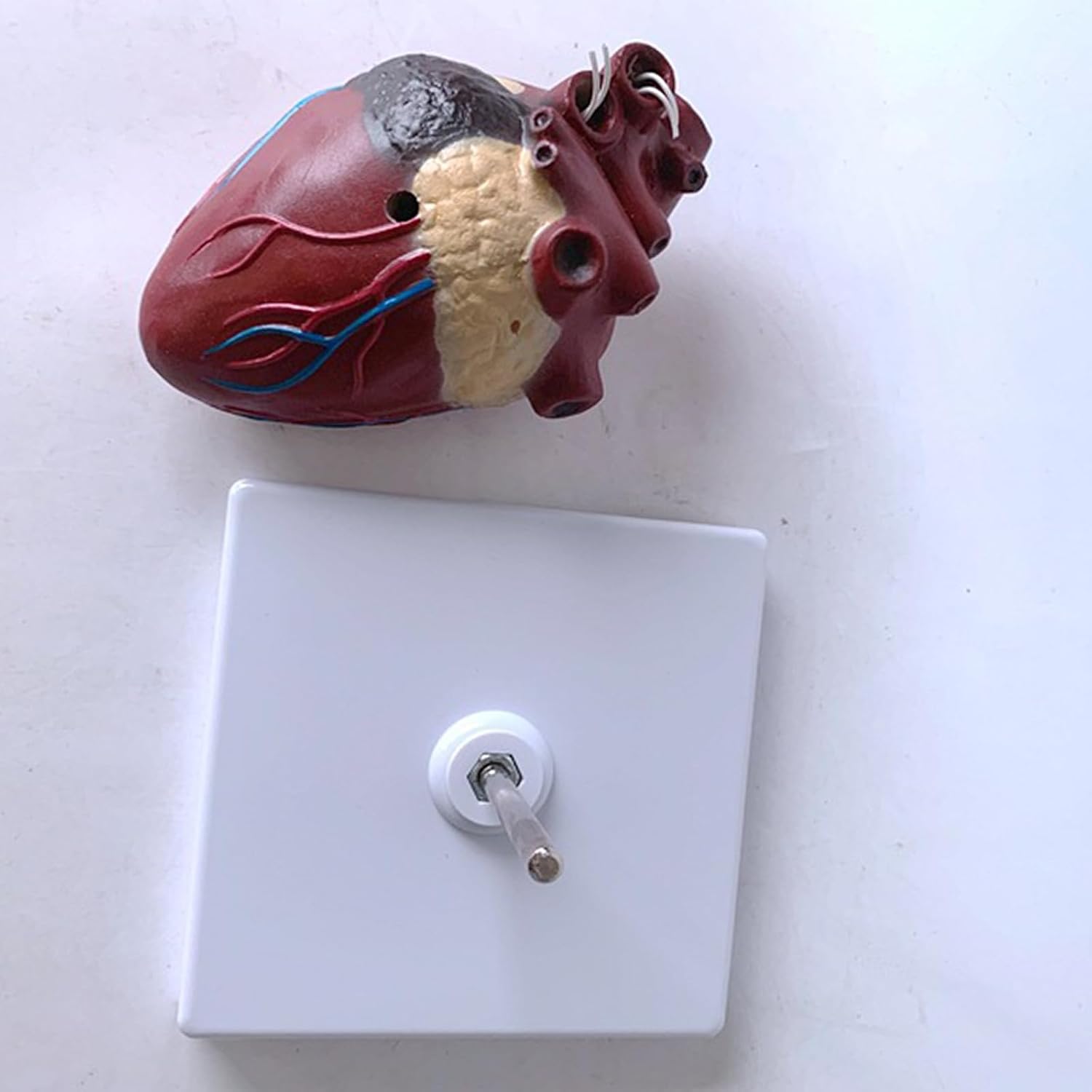 Dog Heart Organ Model, Canine Heart Heartworm Anatomical Model, Including Ventricles/Blood Vessels, Comes with A Detachable Base, for Veterinary Science Study Education, Teaching Demonstration Tool
